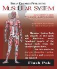 Flash Anatomy Skeletal System Flash Cards