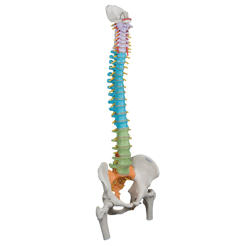 Didactic Flexible Spine With Femur Heads (A58/9) (SKU 1001837882)