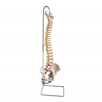 Spine Without Femur Heads - No Stand (A59/1) (SKU 1006160282)