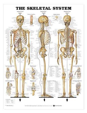 8943 Skeletal System (SKU 1007547036)