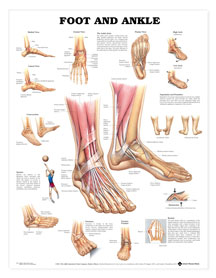 9795 The Foot & Ankle Laminate Chart