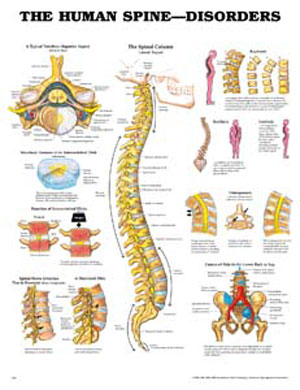 9970 Human Spine (SKU 1008805036)