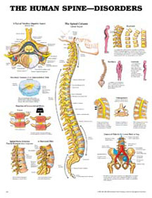 9970 Human Spine