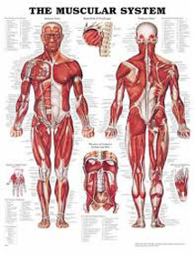 8946 Muscular System