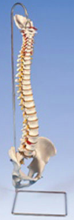 3B Highly Flexible Spine