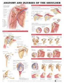 9800 Anatomy And Injuries Of The Shoulder