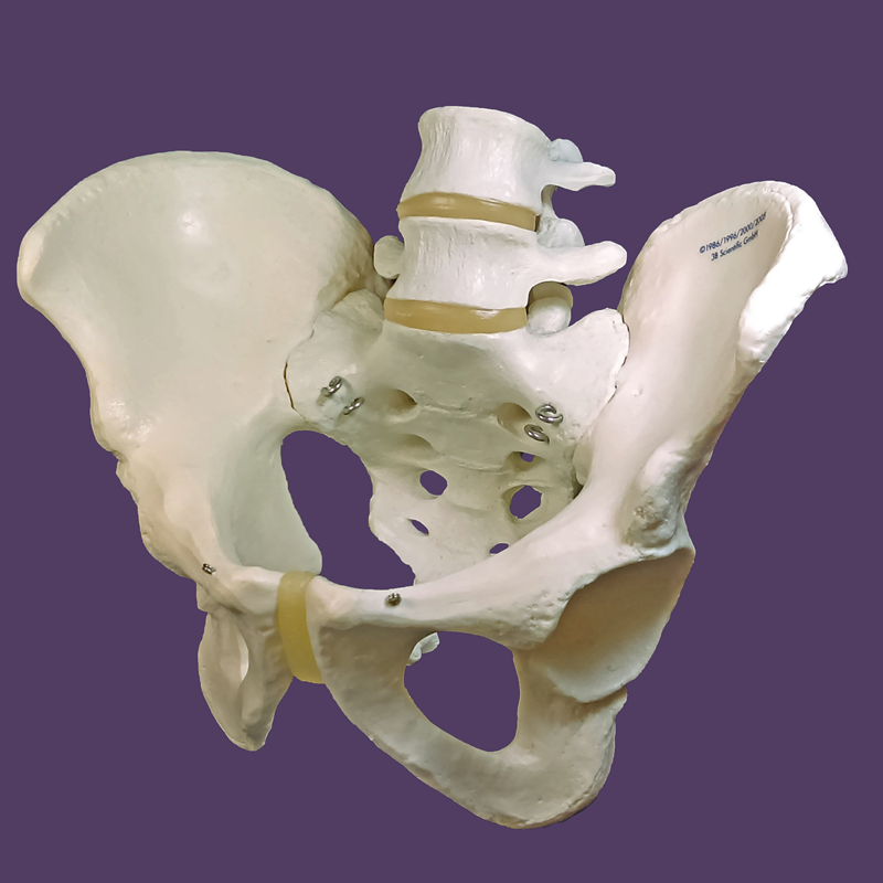 Pelvic Skeleton Model - Male (SKU 1036926582)