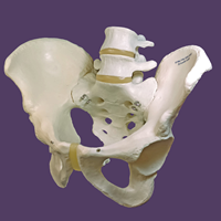 Pelvic Skeleton Model - Male