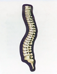 Dizzler - Full Spine Only Side View