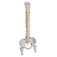3B Highly Flexible Spine W/ Femur Heads
