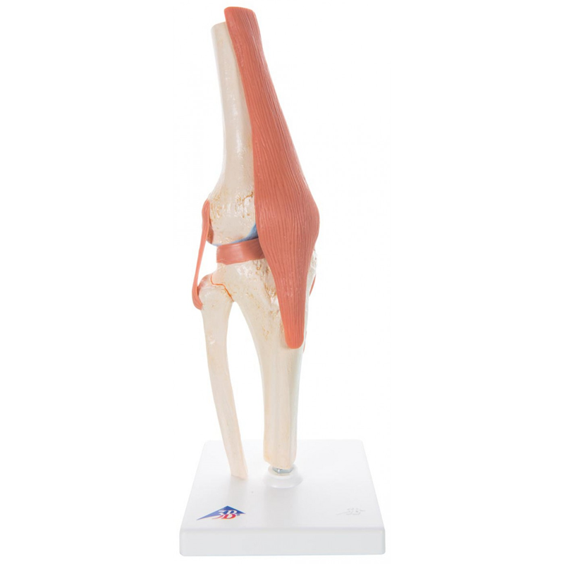 A82 Knee Joint Functional (SKU 1001820082)