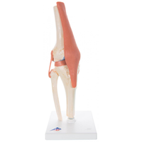 A82 Knee Joint Functional