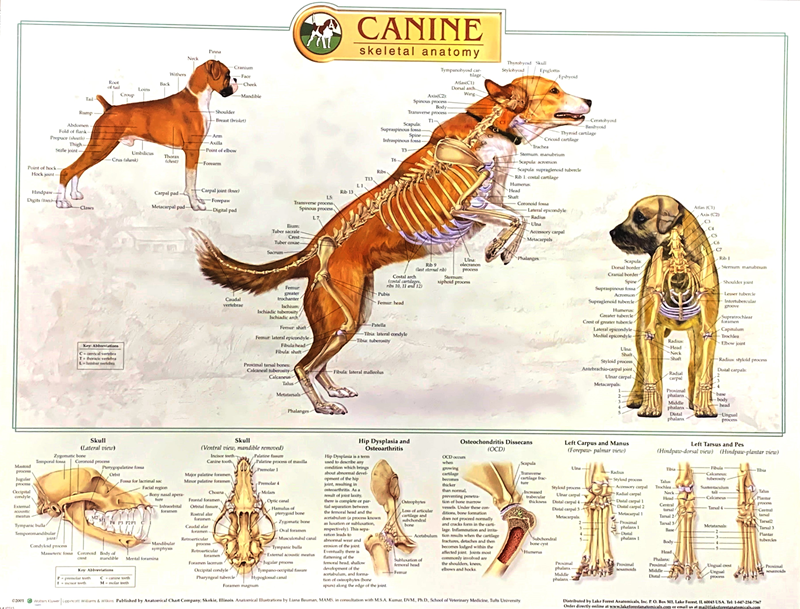Canine Skeletal Chart (SKU 1041084436)