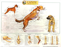 Canine Skeletal Chart