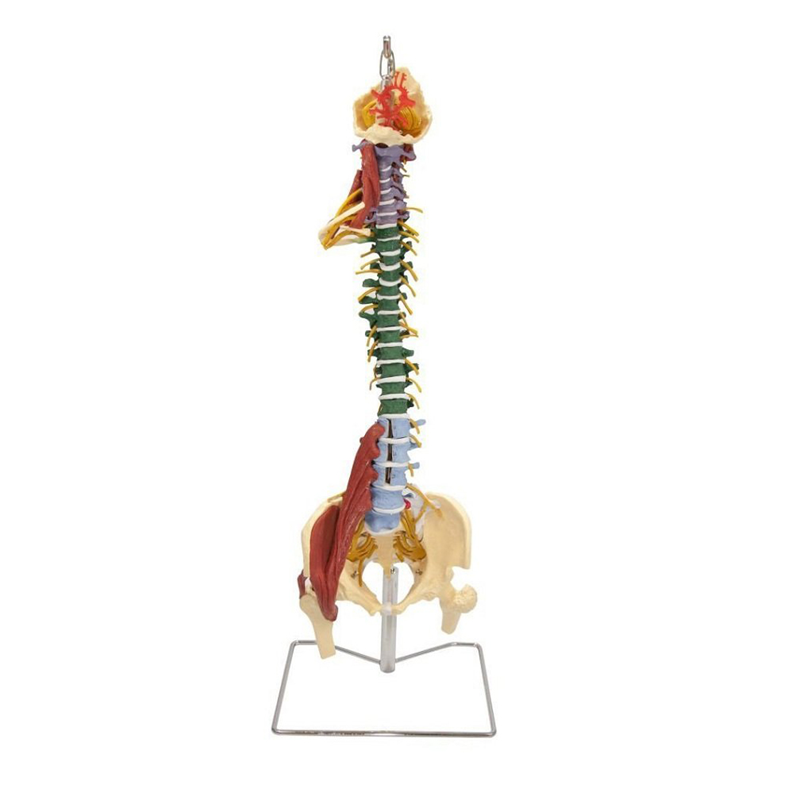 Ch5900 Muscle Spine Budget Disorders & Stand (SKU 1009127282)