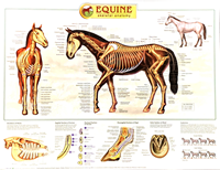 Equine Skeletal Chart