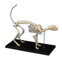 Feline Skeleton