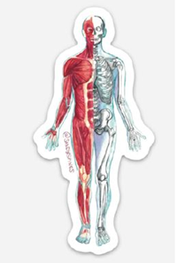 Sandy Spines Anterior Muscles Sticker