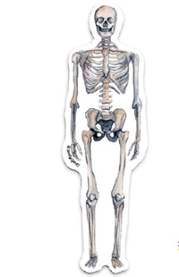 Sandy Spines Skeleton Sticker