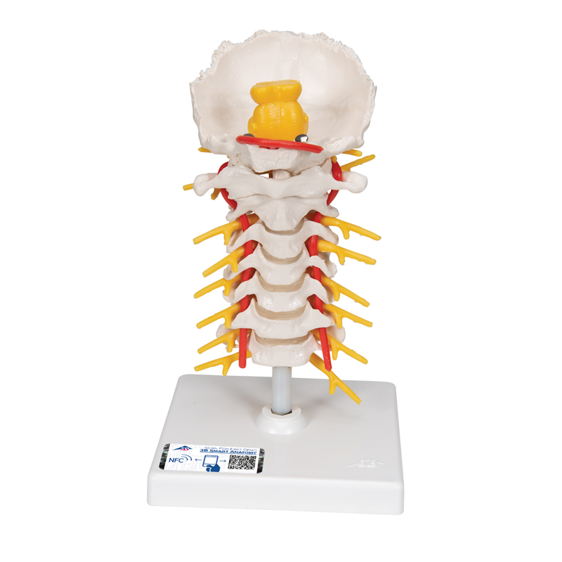 Cervical Sections On A Stand (SKU 1027043182)