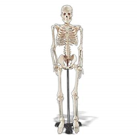 Wcp-1 Mr Thrifty Skeleton